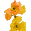 flowers - Plantas - 
