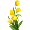 flowers - Rastline - 