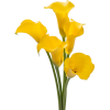 flowers - Растения - 