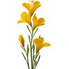 flowers - Plantas - 