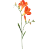 flowers - Biljke - 