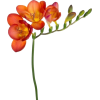 flowers - Plants - 