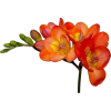 flowers - Plants - 