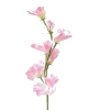 flowers - 植物 - 