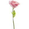 flowers - Plants - 