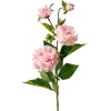 flowers - Rastline - 