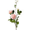 flowers - Plants - 
