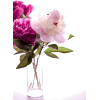 flowers - 植物 - 