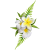 flowers - Растения - 