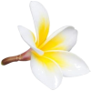 flowers - Растения - 
