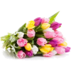flowers - Plantas - 