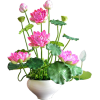 flowers - Plantas - 