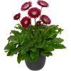 flowers - Plantas - 