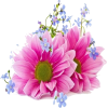 flowers - 植物 - 