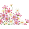 flowers - Pflanzen - 