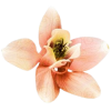 flowers - Pflanzen - 