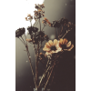 flowers - Uncategorized - 