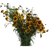 flowers - Uncategorized - 