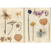 flowers - Uncategorized - 