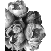 flowers black & white photo - Uncategorized - 