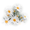 flowers centerblog tube - Rastline - 