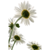 flowers centerblog tube - Plantas - 