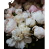 flowers photo - Uncategorized - 