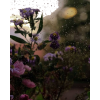 flowers rain photo - Uncategorized - 