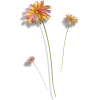 flower trio - 植物 - 