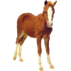 foal horse - Animais - 