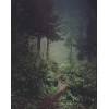 forest - Natureza - 