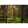 forest - Природа - 