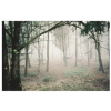 forest - Natur - 