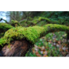 forest - Natur - 