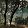 forest - Natur - 