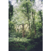 forest - Natur - 