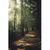 forest - Nature - 