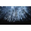 forest at night - 自然 - 