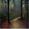 forest path - Natural - 