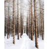 forest winter photo - Uncategorized - 