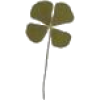 four leaf clover - Uncategorized - 