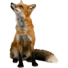 fox - Animais - 