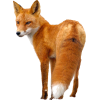 fox - 動物 - 