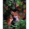 fox photo by Joachim Munter - Animals - 