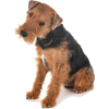 fox terrier - Tiere - 