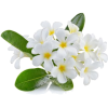 frangipani flower - Natureza - 