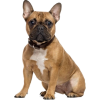 french bulldog - Animals - 