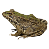 frog - Živali - 