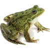 frog - Zwierzęta - 