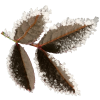 frosty leaves - Items - 